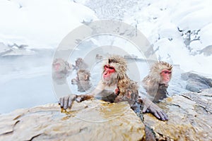 Snow Monkeys