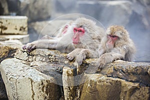 Snow Monkeys Guarding Hot Springs