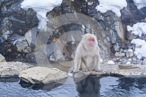 Snow monkeys. Hakodate is famed for its monkeys a rare sight with their human-like passion for bathing in the hot springs. Japan