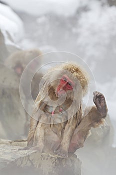 Snow Monkeys In Hot Spring