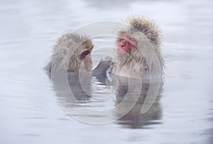 Snow monkeys in hot springs of Nagano,Japan.