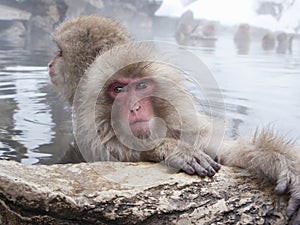 Snow monkeys in hot springs of Nagano,Japan.
