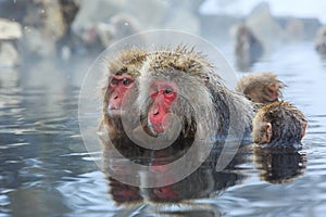 Snow monkeys, Japan