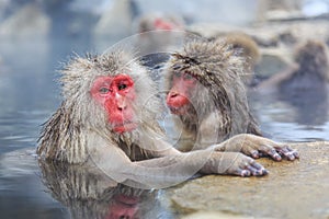 Snow monkeys, Japan