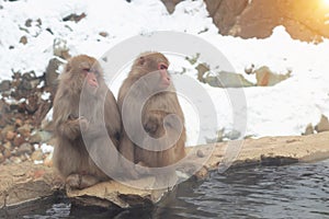 Snow monkeys Japanese. Jigokudani monkey park, monkeys bathing in natural hot spring at Nagano, Japan.