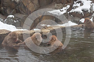 Snow monkeys japanese. Jigokudani monkey park, monkeys bathing in natural hot spring at Nagano, Japan