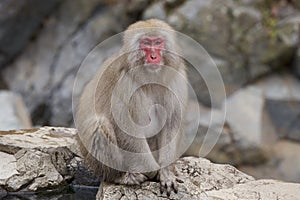 Snow monkeys from Jigokudani Monkey Park in Japan.