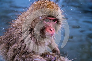 The snow monkeys of Nagano