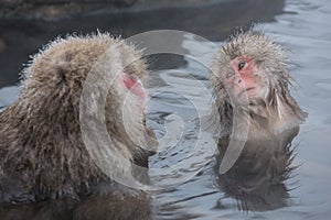 Snow monkeys in a natural onsen (hot spring), located in Jigokudani Park, Yudanaka. Nagano Japan. photo