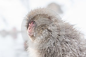 Snow monkeys in a natural onsen (hot spring), located in Jigokudani Park, Yudanaka. Nagano Japan.