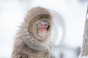 Snow monkeys in a natural onsen (hot spring), located in Jigokudani Park, Yudanaka. Nagano Japan.