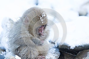 Snow monkeys in a natural onsen (hot spring), located in Jigokudani Park, Yudanaka. Nagano Japan.