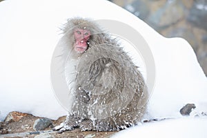Snow monkeys in a natural onsen (hot spring), located in Jigokudani Park, Yudanaka. Nagano Japan.