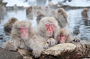 Snow Monkeys in Onsen