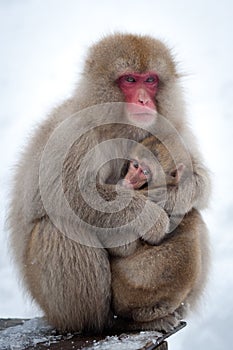 Snow Monkeys in Onsen photo