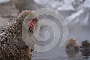 Snow Monkeys in Onsen nagano japan