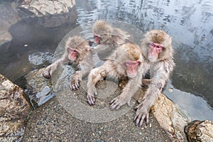 Snow monkeys sitting in a hot spring, Japan.