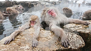 Snow monkeys sitting in a hot spring, Japan.