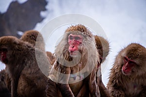 Snow Monkeys Soak in Hotsprings