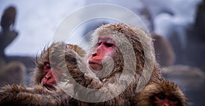 Snow Monkeys Soak in Hotsprings