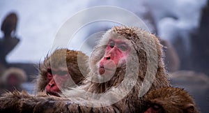 Snow Monkeys Soak in Hotsprings