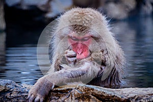 Snow Monkeys Soak in Hotsprings