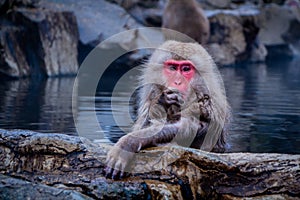 Snow Monkeys Soak in Hotsprings