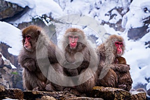 Snow Monkeys Soak in Hotsprings