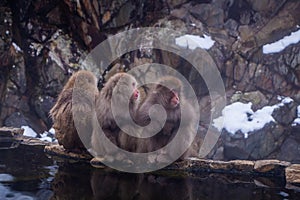 Snow Monkeys Soak in Hotsprings