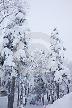 Snow monster on forest