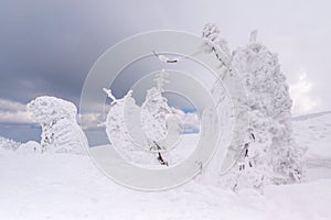 snow monster on Mt.Zao