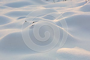 Snow mounds. Erotic snow dunes in the Ukrainian snowy woods evening with soft warm light of sunset Klevan Ukraine.