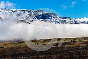 Snow Mountain Cattle Landscape