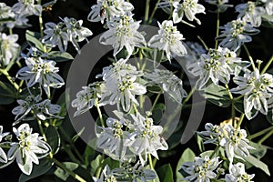 Snow-on-the-mountain, or Euphorbia marginata flowers in a garden