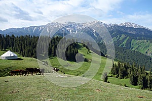 Snow mountain and grassland