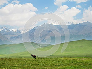 Snow mountain with a horse