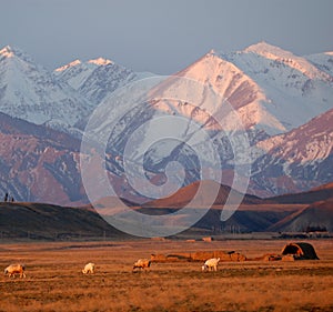 Snow Mountain in Sunrise