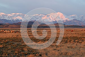 Snow Mountain in Sunrise