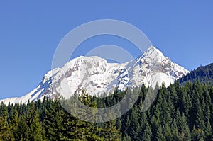 Snow mountain and trees