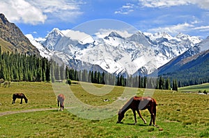 Snow Mountains Green Trees Horse