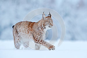 Snow nature. Lynx face walk. Winter wildlife in Europe. Lynx in the snow, snowy forest in February. Wildlife scene from nature,