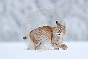 Snow nature. Lynx face walk. Winter wildlife in Europe. Lynx in the snow, snowy forest in February. Wildlife scene from nature,