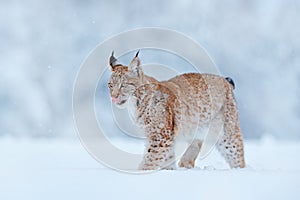 Snow nature. Lynx face walk. Winter wildlife in Europe. Lynx in the snow, snowy forest in February. Wildlife scene from nature,