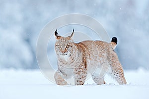 Snow nature. Lynx face walk. Winter wildlife in Europe. Lynx in the snow, snowy forest in February. Wildlife scene from nature,