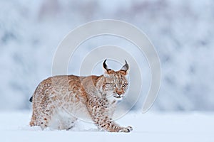 Snow nature. Lynx face walk. Winter wildlife in Europe. Lynx in the snow, snowy forest in February. Wildlife scene from nature,