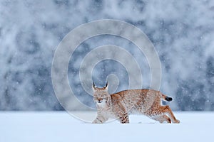 Snow nature. Lynx face walk. Winter wildlife in Europe. Lynx in the snow, snowy forest in February. Wildlife scene from nature,