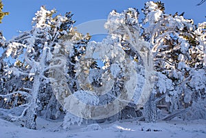 Snow in navacerrada madrid spain, photo