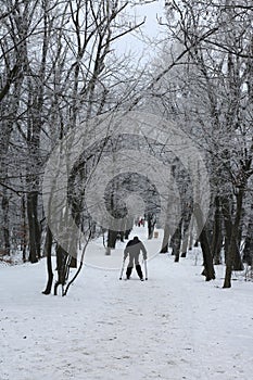 Snow in Normafa,Budapest,Hungary