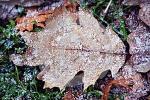Snow on Oak Leaf