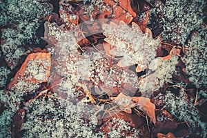 Snow oak leaves